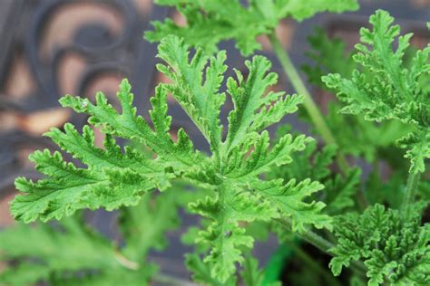 malvarosa plant care|Citronella (Mosquita Plant Geranium) Care Guide.